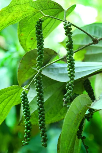 Bio-Gewürze - Bio-Pfeffer
