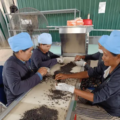 Sortierung von Kampot Pfeffer durch Kleinbäuerinnen
