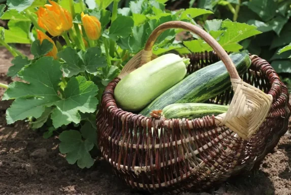 Ein Korb voller frischer Zucchini bereit zum Würzen